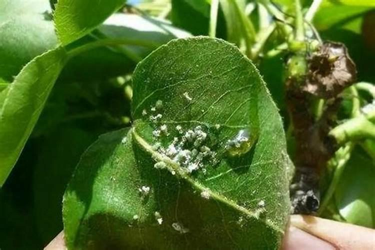 夏天移植的山楂树喷了叶面肥为什么有些会干了叶子？