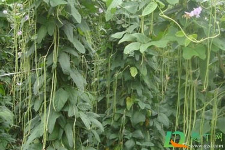 豆角打什么叶面肥可以生根