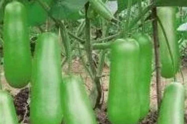 林郁的领先地位