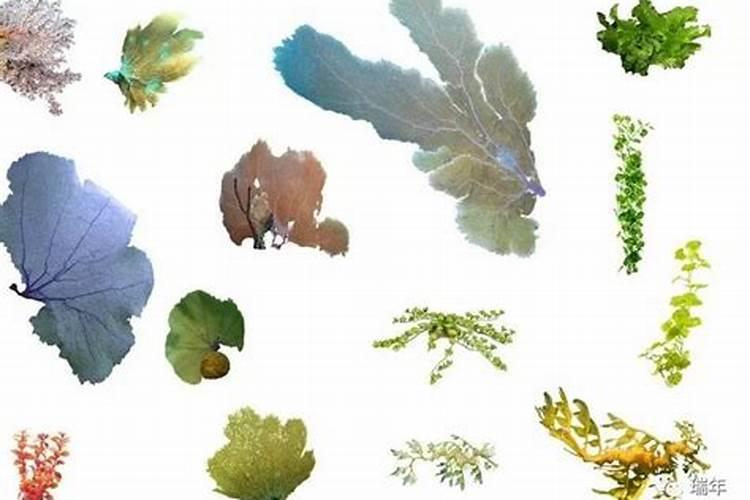 进口海藻肥十大品牌