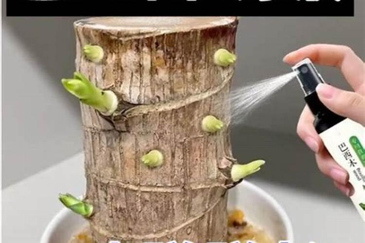 花生用什么叶面肥好 附种植方法