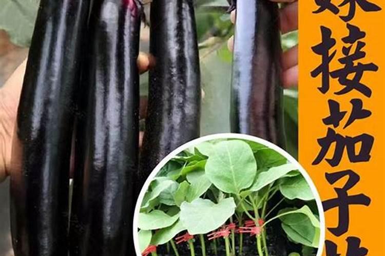 茄子需要施什么肥最好(茄子喜欢什么肥料结果多产量高)