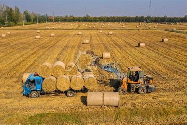 玉米秸秆发酵有机肥的配比是多少