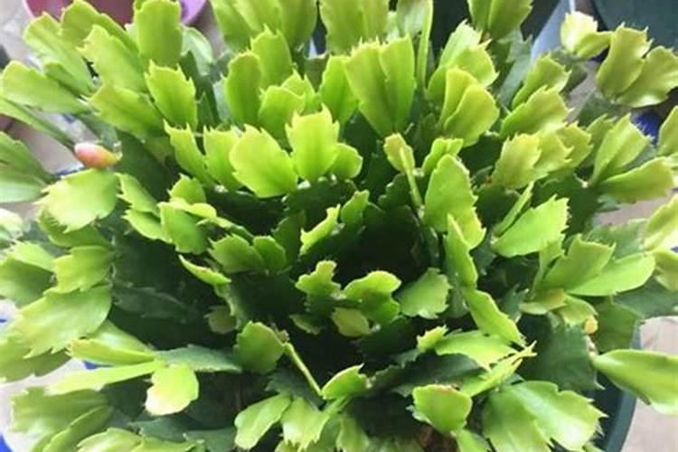 喝稻花香酒,活力型一号,金珍品二号对人体有什么好处？