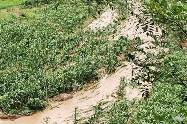 朱槿牡丹施什么肥