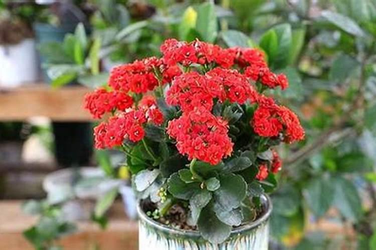 甜象草和皇竹草怎样辨别？