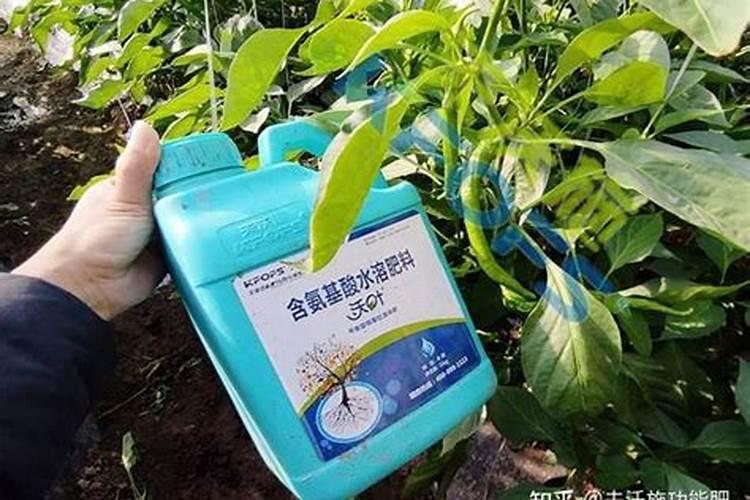 巧丹的菌肥有哪些？功效是什么