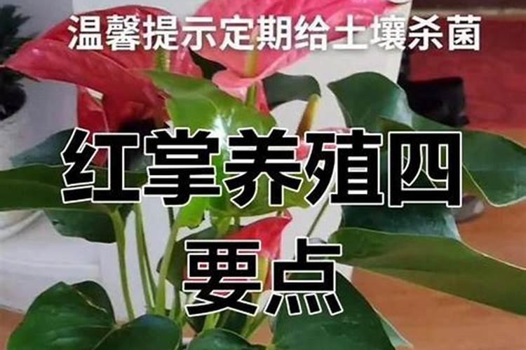 红掌能用磷酸二氢钾肥料吗