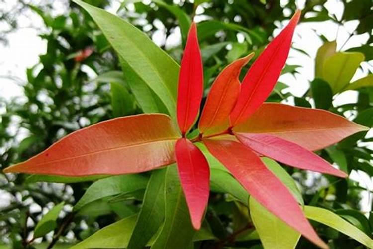 怎么养红鳞蒲桃