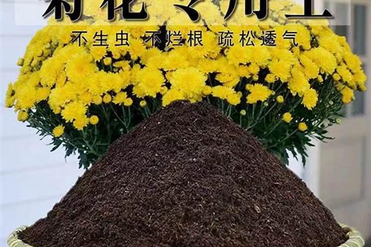 菊花怎样长矮