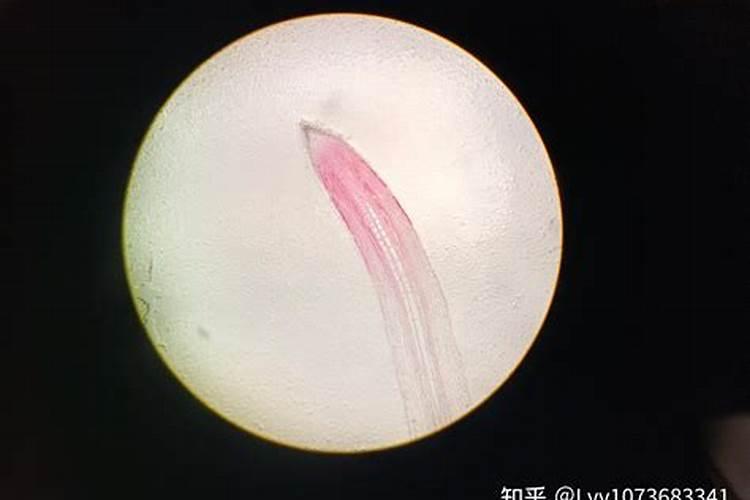 如何科学掌握水溶性肥料的喷施浓度