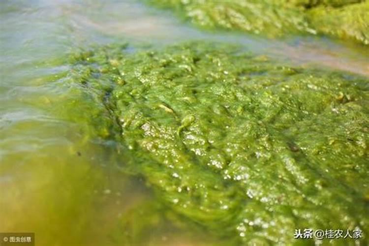 大樱桃什么时期用硼肥和磷酸二氢钾？请问大樱桃树什么时候打磷酸二氢钾...