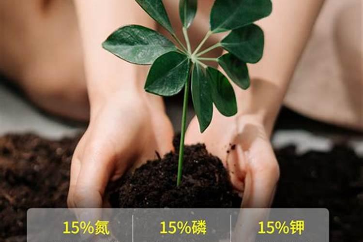 一盆花放几粒复合肥