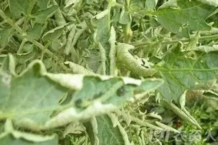 中国知名叶面肥生产厂家有哪些,那家做的比较好？