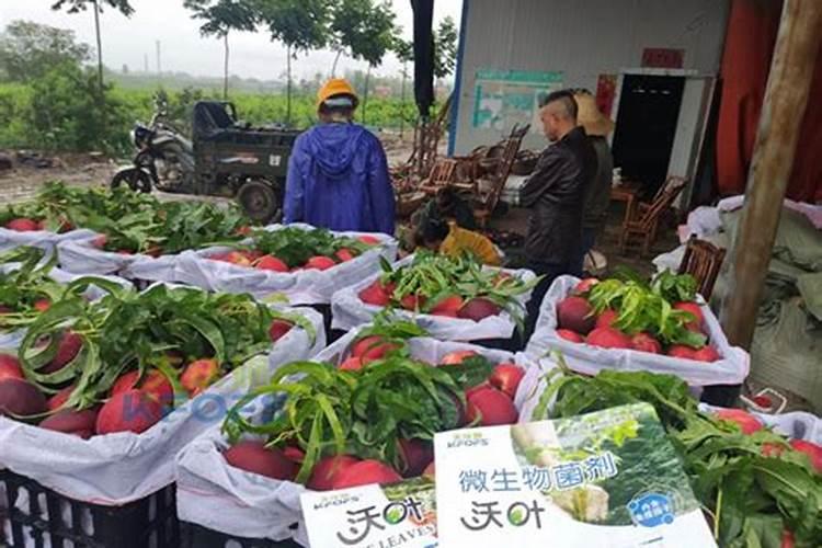 蟠枣在重庆市渝北区能种植吗