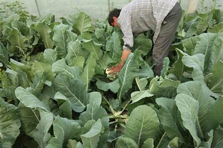 种菜花几天浇一次肥料合适？原因是什么呢？