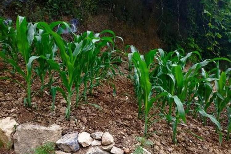 种大白菜用什么样的肥料好