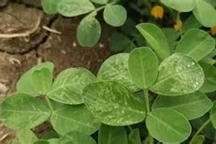 花生最后一次能不能打磷酸二氢钾呢