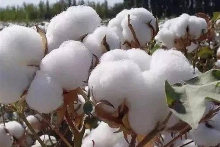 复合肥中的氮、磷、钾各起什么作用