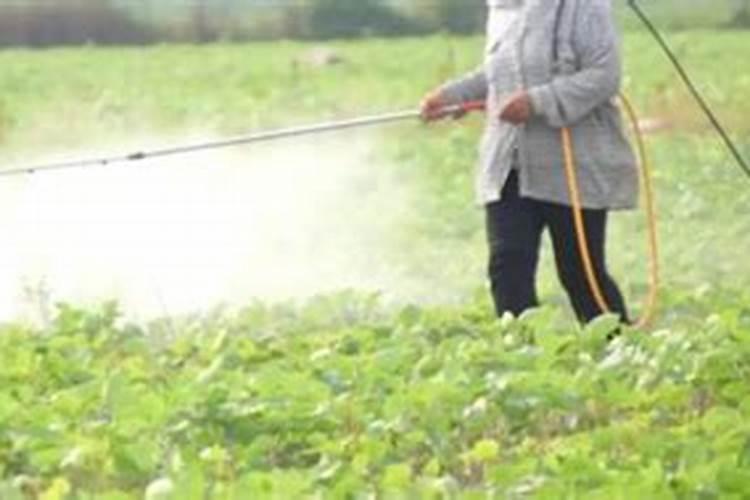 君子兰施什么肥最好？