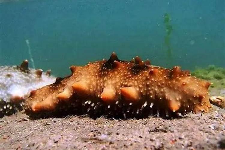 钙有哪些作用？怎样施用钙肥？