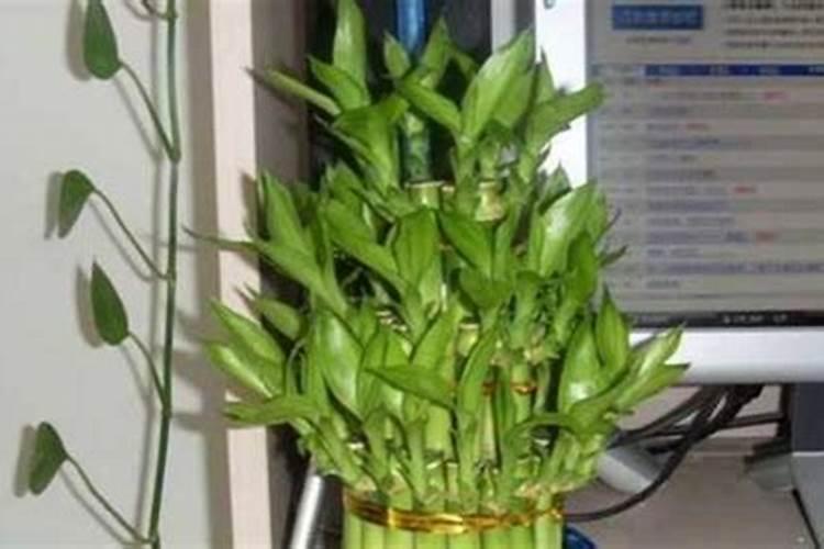 室内浇花用什么水最好