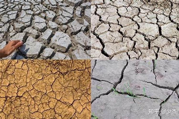 红竹盆景的养殖方法和技术