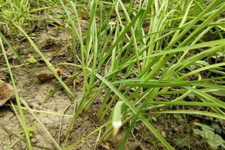 单一元素水溶肥料糖醇钙