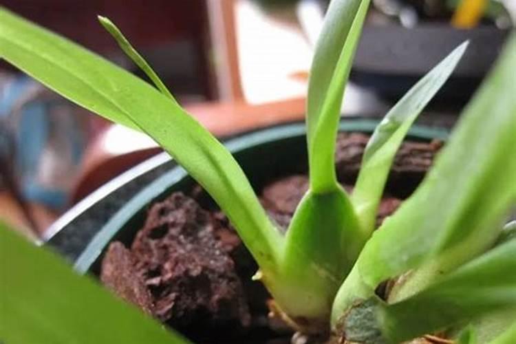 花上营养液好还是花肥好？