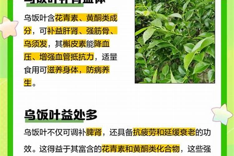 大叶乌饭树的外形特征有哪些？