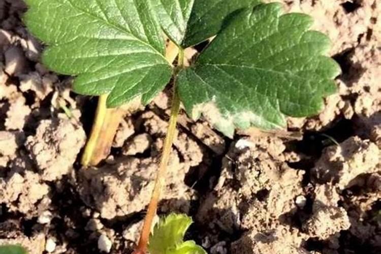 草莓没花的时候可不可以打芸苔素呢