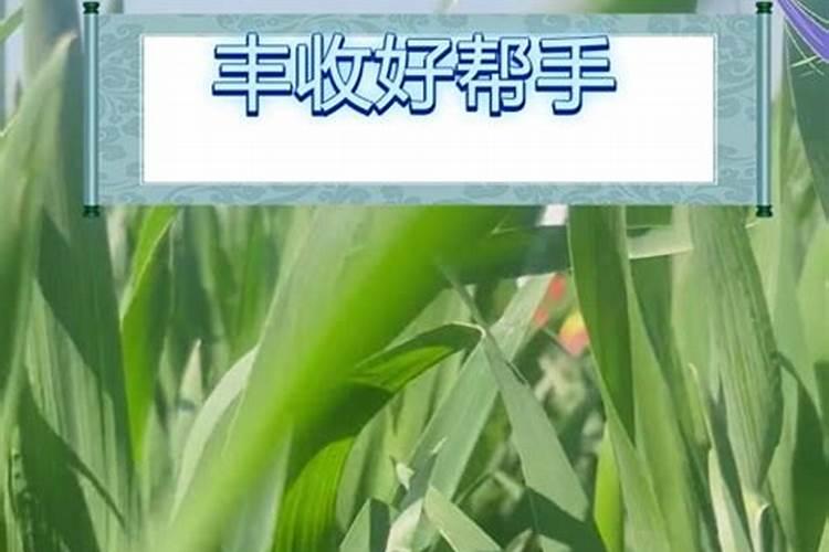 香妃海棠病虫害怎么防治