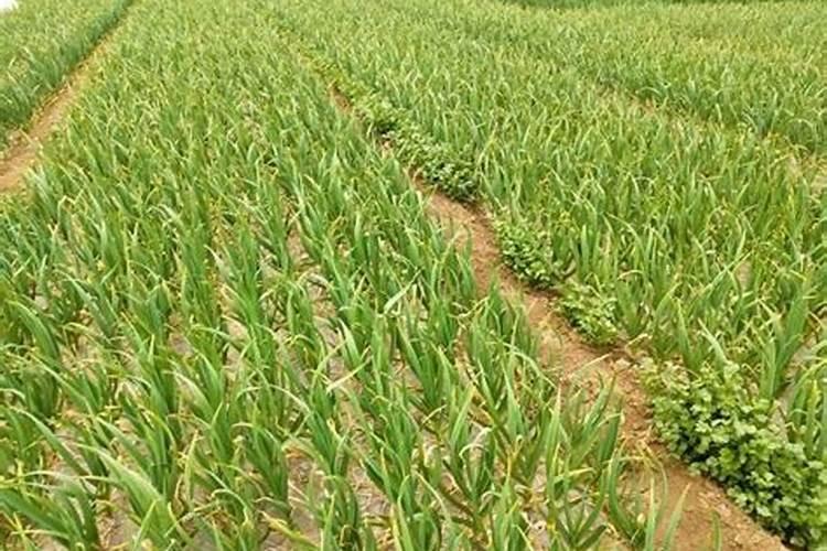 叶面肥的优势有哪些？