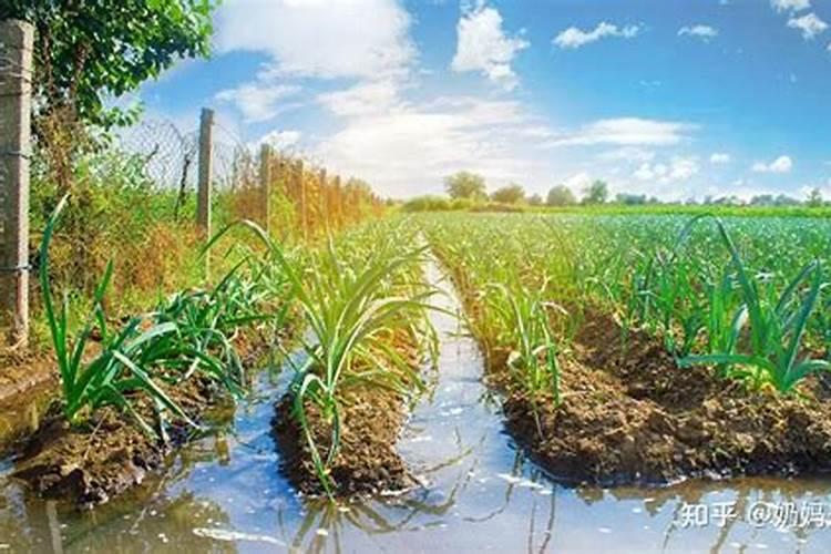 有机蔬菜生产如何施肥