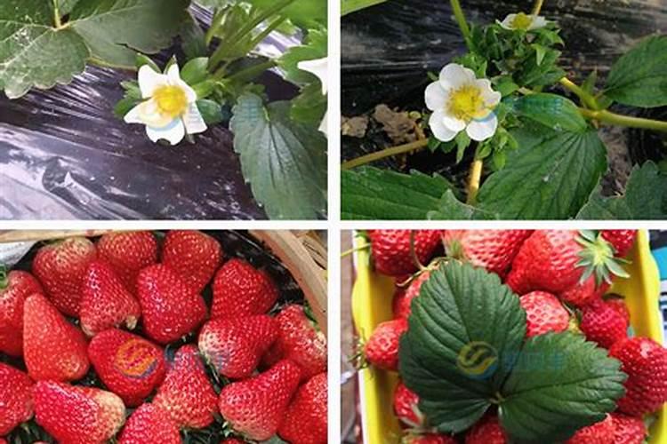 草莓肥料哪些品牌最好