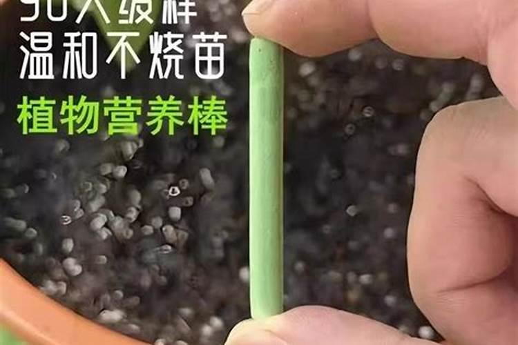 莳出锦梅花什么时候出锦