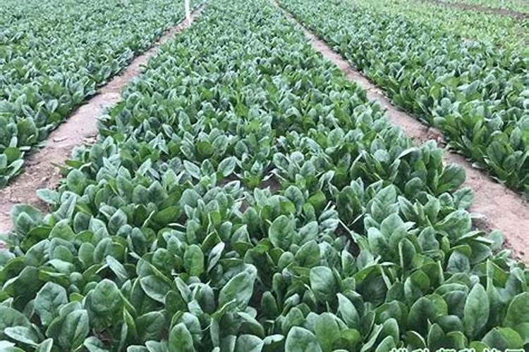 菠菜又涩又苦能吃吗