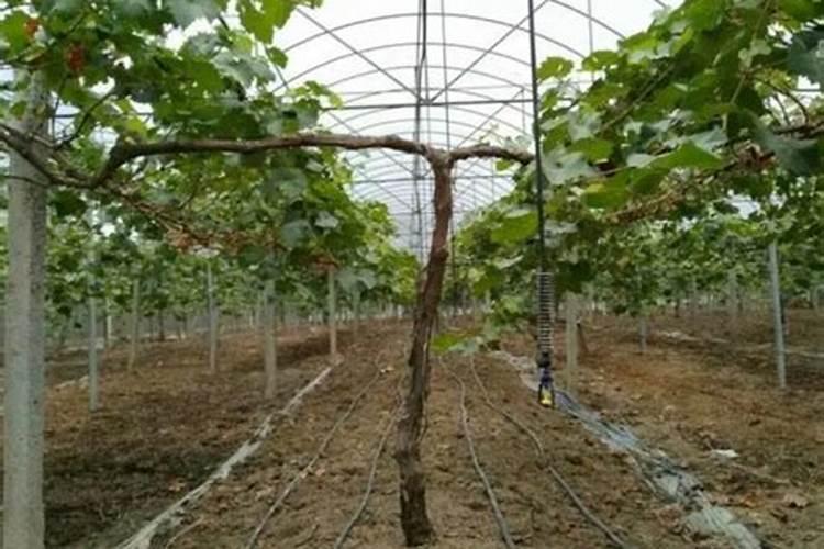 葡萄发芽肥主要施什么肥料