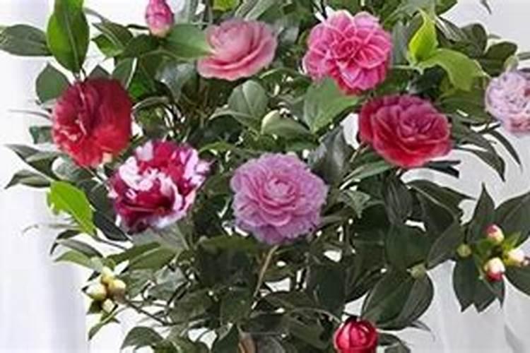 茶花以有花苞能施肥吗？