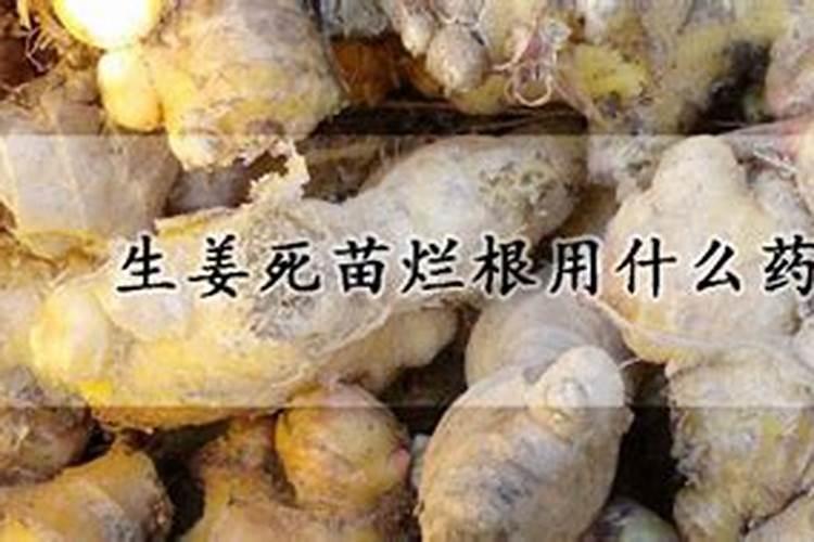 大量从中间死苗,怎么回事,虫害吗