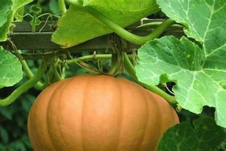 地栽桂花树的养殖方法和注意事项