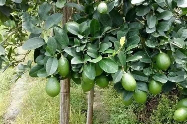 香水柠檬种植 香水柠檬种植方法