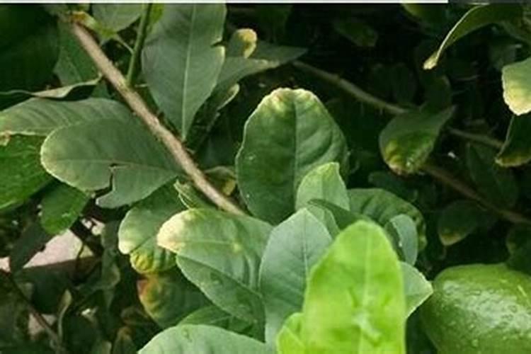 广东香水柠檬打药在什么时候最佳呢,那时候打药最乖的？