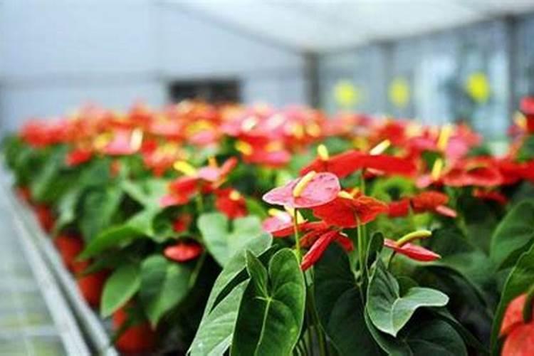红掌开花期间用什么肥 花朵可能会提前凋谢