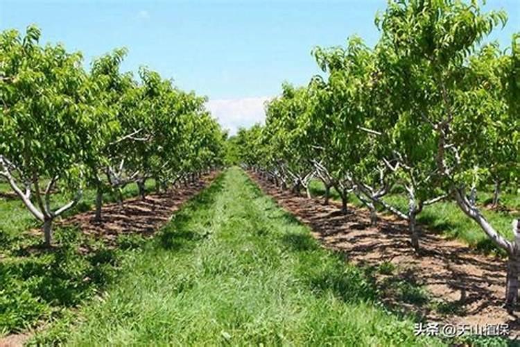 油茶树结果期用什么肥料好