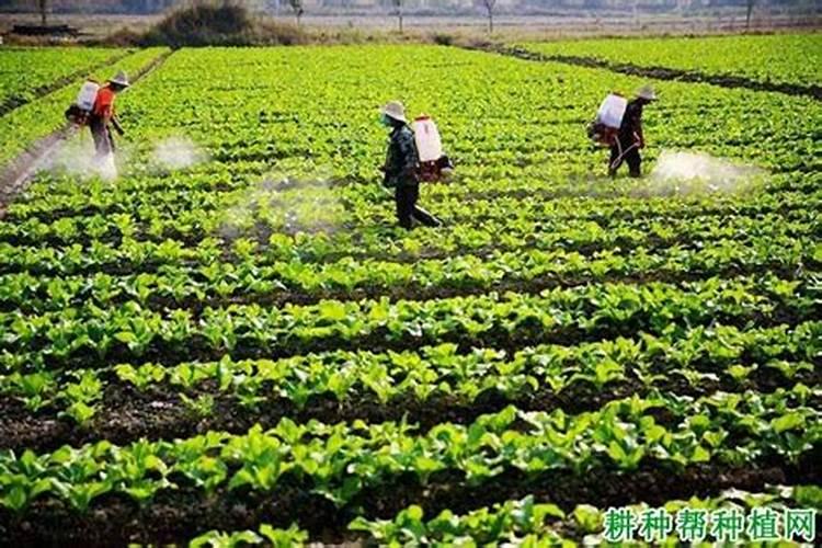 种豌豆需要施底肥吗