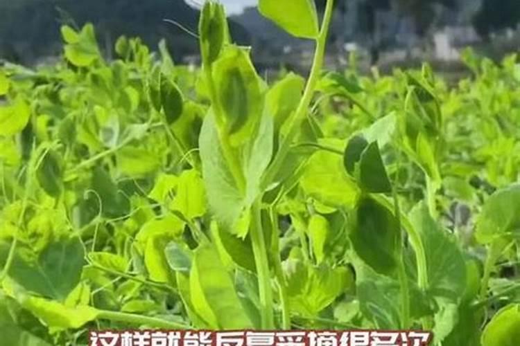 碗豆尖适合施什么肥料