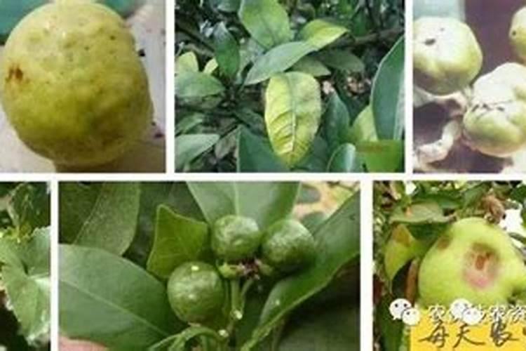 枣树防落果用什么药