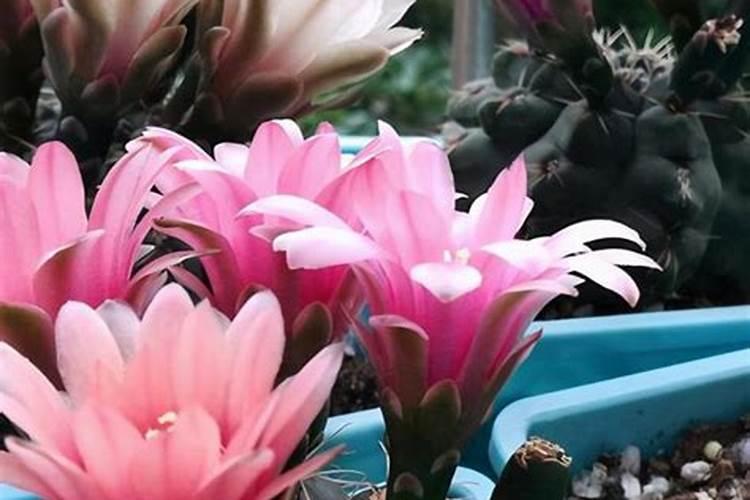 天润酸奶的味道如何呢？