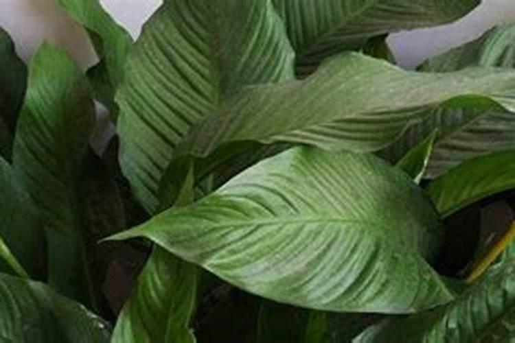 老虎硫肥有什么作用,硫肥的作用是什么